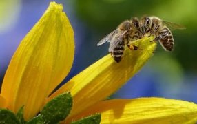 Ciencia y naturaleza: Científicos de la UBA descubren un novedoso método para dirigir enjambres de abejas