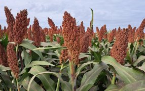Crece el interés por sembrar sorgo para la próxima campaña