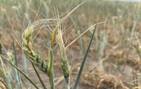Confirman que habrá un 80% menos de trigo que el año pasado en la región núcleo
