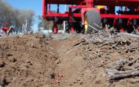 El maní busca revancha y tiene con qué