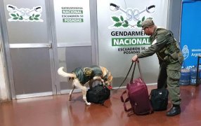 El can “Gringo” detectó marihuana valuada en más de 20 millones en la terminal de Ómnibus en Posadas