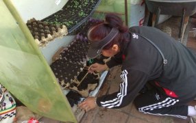 Para explotar al máximo la huerta en casa: Cuáles son los cultivos que crecen más rápido