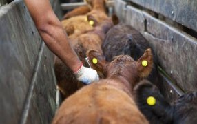 Sanidad animal: Un laboratorio invierte cuatro millones de dólares en una nueva planta de vacunas para combatir la brucelosis