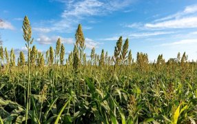 “El sorgo escobero”, un cultivo histórico de la Argentina relacionado con la celebración de Halloween