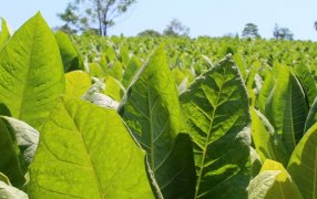 Anuncian un nuevo pago del Fondo Especial del Tabaco para productores misioneros