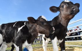 Una alternativa al alojamiento individual de los terneros