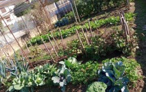 Sembrar en casa: Los secretos para mantener viva la huerta en verano