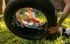 Preveni el Dengue: Después de la lluvia, elimina potenciales criaderos del Aedes Aegypti de tu casa