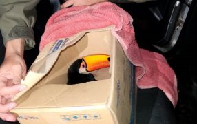 Transportaba un tucán que pretendía comercializar ilegalmente, el ave se encontraba en una caja y es codiciado en el mercado ilegal de especies silvestres