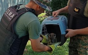 Policías de Medio Ambiente de Misiones resguardaron a un Coendú y a un gato Tirica lesionado