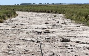 “Si no se hace algo urgente, la sequía nos dejará sin carne y leche”