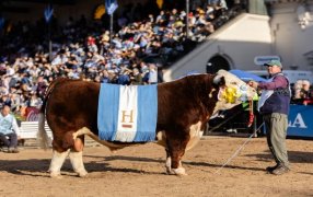 Con un jurado internacional, Tres Colonias y Garruchos S.A., se llevaron los máximos premios en los Hereford