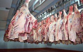 Creció más del 8% la faena bovina durante Enero