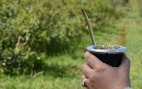 Al cierre de Julio, el consumo de yerba mate superó los 184 millones de kilos entre mercado interno y exportaciones