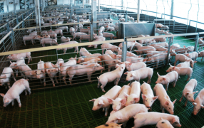 Desde Marcos Paz, partió el primer embarque de carne porcina argentina rumbo a Filipinas