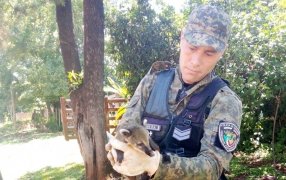 Misiones: Rescataron a dos coatí en cautiverio y resguardaron un guacamayo azul, especie en peligro de extinción
