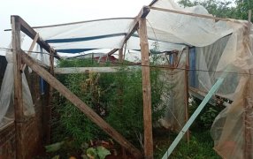 Policías antinarcóticos detectaron un vivero con plantas de marihuana en una vivienda de la localidad misionera de San Vicente