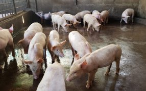 En la cadena porcina también hay una enfermedad con muchos casos y que genera preocupación