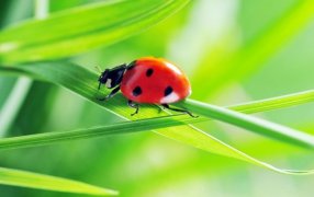 Manejo de plagas: Los cultivos de servicios son la “casa perfecta” para los insectos benéficos