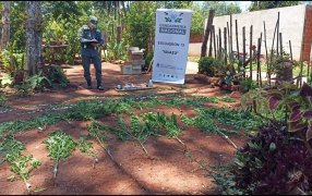 Misiones: Gendarmería Nacional detectó la existencia de doscientos un plantas de distintos tamaños de marihuana en Puerto Iguazú