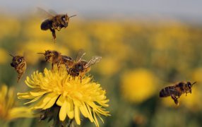 Se amplía la población de polinizadores: La FAUBA descubrió cuatro nuevas especies de abejas