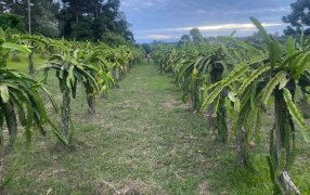 Misiones será sede de una jornada técnica internacional sobre frutales tropicales