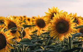 Girasol, una gran alternativa para esta campaña