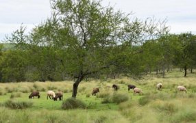 Previsión del tiempo en Misiones, para los días; miércoles, jueves y viernes a mitad de semana