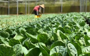 Los productos de la chacra misionera amplían su presencia en góndolas de supermercados