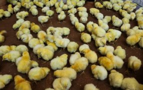 Misiones: Impulsan la cría de pollo como diversificación productiva, entregaron 800 pollitos parrilleros y 21 bolsas de alimentos balanceados
