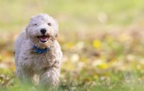 Según un estudio: Los beneficios de tener una mascota en casa después de la pandemia