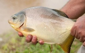 Productores piscícolas de Misiones se preparan para la venta previa a Pascua, los precios por kilo arrancan a partir de 1.200 pesos paras las carpas y tilapia, mientras que el pacú desde 1.400 pesos
