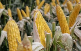 Estudian la presencia de un hongo que genera micotoxinas en maíz