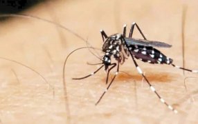 Alarma: Detectan circulación de variantes de Dengue tipo 2 y Chikungunya en Argentina