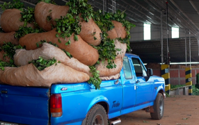 La cosecha yerbatera activa en toda la provincia de Misiones: Cooperativas reciben hasta 300 mil kilos por día