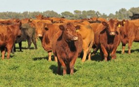 La presión de Europa por alimentos “libre de deforestación” abrió una grieta dentro del ruralismo