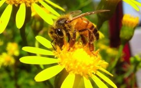 La provincia de Misiones celebra a sus apicultores: Con Ferias, Fiestas y actividades para reconocer su aporte al desarrollo local