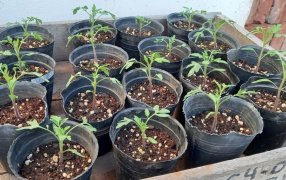 Huerta en casa: Cómo sembrar y trasplantar plantines para primavera y verano