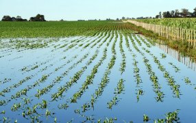 El Niño dio vuelta el clima: Ahora preocupan los excesos hídricos, que ya están generando pérdidas