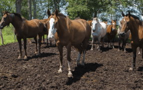 Alerta sanitaria: Confirman casos de una grave enfermedad en equinos, transmisible a humanos
