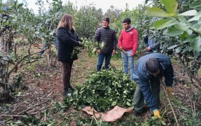 RENATRE: Finalizó una capacitación en manejo de la planta de yerba mate y buenas prácticas en Misiones
