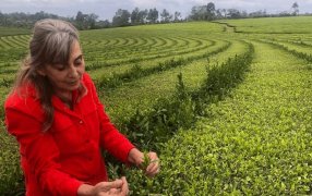 El té cumple 100 años en Argentina: Radiografía de una economía regional con datos sorprendentes
