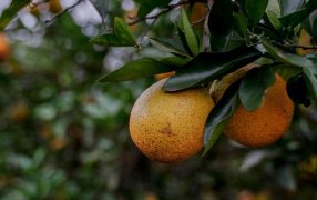 En las Ferias Francas posadeñas, se comercializan naranjas a 1.500 pesos por docena