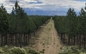Los dólares de la madera: La industria forestal promete “grandes inversiones” a través del RIGI
