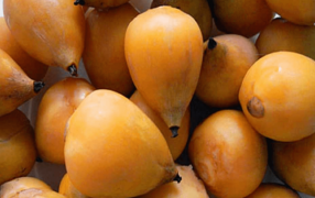 Un nuevo alimento “oficial”: Incorporan los frutos de la Palmera Yatay al Código Alimentario