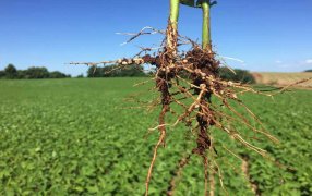 El hallazgo que permitiría generar cultivos resistentes bajo condiciones ambientales adversas