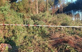 Un motosierrista falleció cuando trabajaba en un pinar