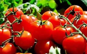 Impagable: El precio del tomate y el morrón saltó el kilo ya alcanzó entre el 5.000 pesos y los 8.000 pesos de ambos alimentos y crecen las importaciones