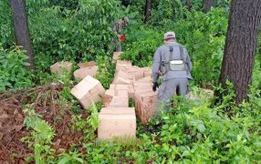 Gendarmería Nacional descubrió acopio de marihuana valuada en 600 millones de pesos, el estupefaciente se encontraba en cajas de cartón ocultas en un pinal