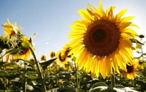 El girasol se alista para la siembra 2024/25 con la misma superficie que el año pasado